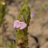 Hygrophila difformis (L.f.) Blume